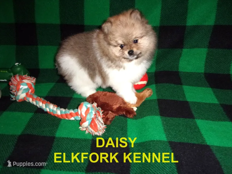 DAISY – Pomeranian puppy for sale in Paris, MO
