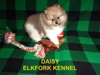 DAISY, a female Pomeranian for sale in Paris, MO – 1 of 10