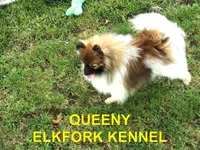 PEPPER, a female Pomeranian for sale in Paris, MO – 9 of 10