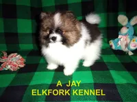 A  JAY, a male Pomeranian for sale in Paris, MO – 2 of 10