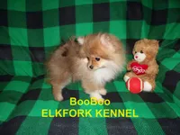 BooBoo, a female Pomeranian for sale in Paris, MO – 4 of 10
