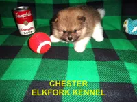CHESTER, a male Pomeranian for sale in Paris, MO – 7 of 10