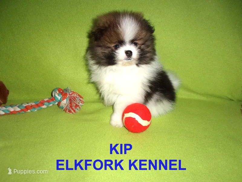 KIP – Pomeranian puppy for sale in Paris, MO