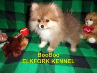 BooBoo, a female Pomeranian for sale in Paris, MO – 8 of 10