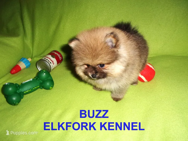 BUZZ – Pomeranian puppy for sale in Paris, MO