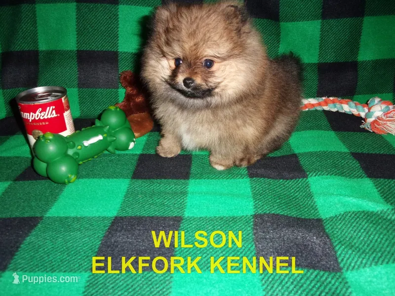 WILSON – Pomeranian puppy for sale in Paris, MO