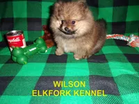 WILSON, a male Pomeranian for sale in Paris, MO – 1 of 10