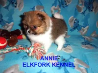 ANNIE, a female Pomeranian for sale in Paris, MO – 7 of 10