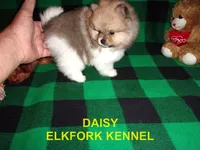 DAISY, a female Pomeranian for sale in Paris, MO – 4 of 10