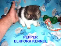 PEPPER, a female Pomeranian for sale in Paris, MO – 6 of 10