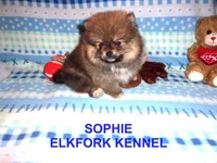 SOPHIE, a female Pomeranian for sale in Paris, MO – Photo 3 of 10