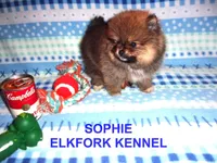 SOPHIE, a female Pomeranian for sale in Paris, MO – Photo 1 of 10