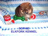 SOPHIE, a female Pomeranian for sale in Paris, MO – Photo 2 of 10