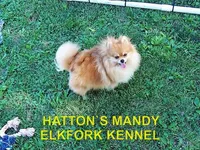 SOPHIE, a female Pomeranian for sale in Paris, MO – Photo 9 of 10