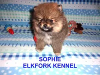 SOPHIE, a female Pomeranian for sale in Paris, MO – Photo 5 of 10