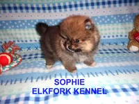 SOPHIE, a female Pomeranian for sale in Paris, MO – Photo 6 of 10