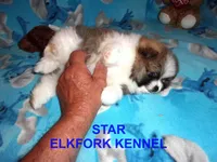 STAR, a female Pomeranian for sale in Paris, MO – 7 of 10