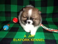 A  JAY, a male Pomeranian for sale in Paris, MO – 7 of 10