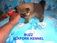 BUZZ, a male Pomeranian for sale in Paris, MO – 3 of 10