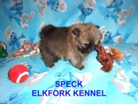 SPECK, a male Pomeranian for sale in Paris, MO – 8 of 10