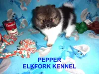 PEPPER, a female Pomeranian for sale in Paris, MO – 7 of 10