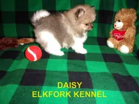 DAISY, a female Pomeranian for sale in Paris, MO – 3 of 10