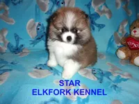 STAR, a female Pomeranian for sale in Paris, MO – 5 of 10
