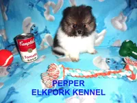 PEPPER, a female Pomeranian for sale in Paris, MO – 8 of 10