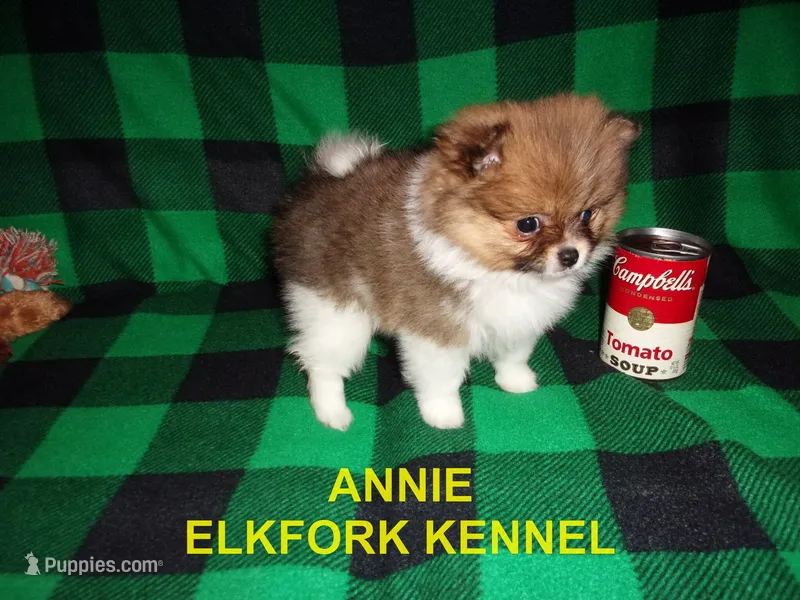 ANNIE – Pomeranian puppy on hold in Paris, MO