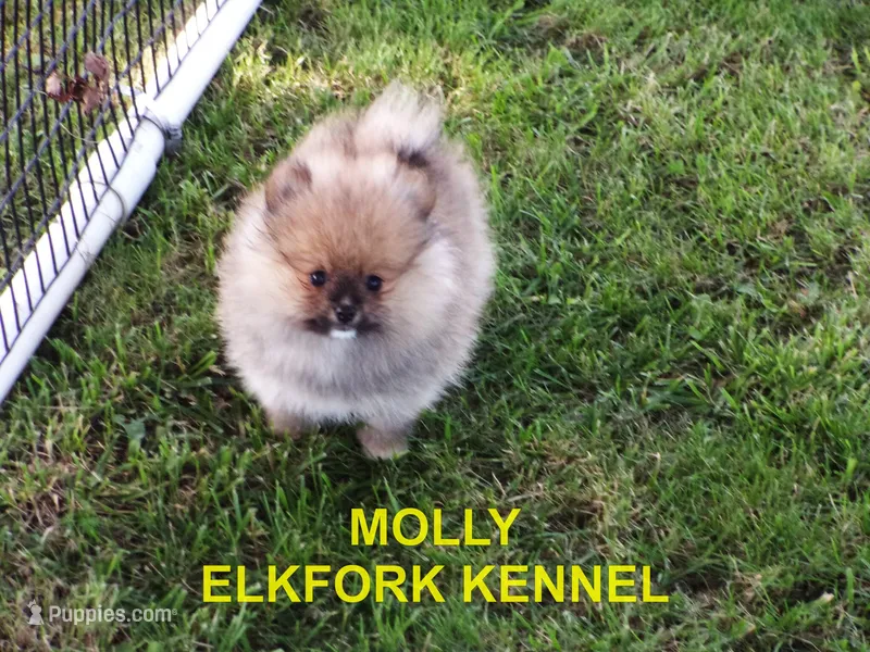 MOLLY – Pomeranian puppy for sale in Paris, MO