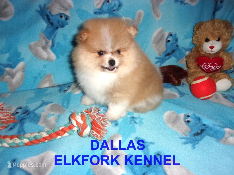 DALLAS – Pomeranian puppy for sale in Paris, MO