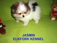 JASMIN, a female Pomeranian for sale in Paris, MO – 6 of 10