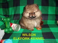 WILSON, a male Pomeranian for sale in Paris, MO – 2 of 10