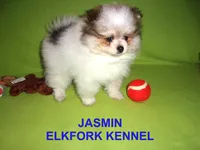 JASMIN, a female Pomeranian for sale in Paris, MO – 3 of 10