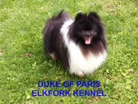 ROXY, a female Pomeranian for sale in Paris, MO – 10 of 10