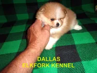 DALLAS, a male Pomeranian for sale in Paris, MO – 3 of 10