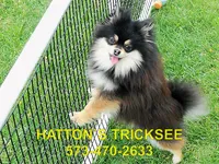 MoJo, a male Pomeranian for sale in Paris, MO – 9 of 10