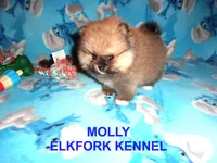 MOLLY, a female Pomeranian for sale in Paris, MO – 5 of 10