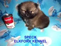 SPECK, a male Pomeranian for sale in Paris, MO – 1 of 10