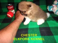 CHESTER, a male Pomeranian for sale in Paris, MO – 6 of 10
