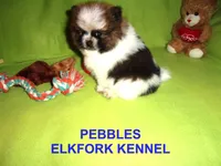 PEBBLES, a female Pomeranian for sale in Paris, MO – Photo 6 of 10