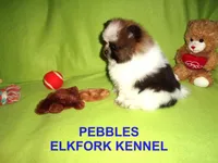PEBBLES, a female Pomeranian for sale in Paris, MO – Photo 5 of 10