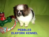PEBBLES, a female Pomeranian for sale in Paris, MO – Photo 3 of 10
