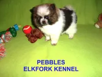 PEBBLES, a female Pomeranian for sale in Paris, MO – Photo 1 of 10