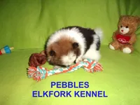 PEBBLES, a female Pomeranian for sale in Paris, MO – Photo 4 of 10