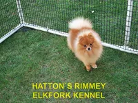 MOLLY, a female Pomeranian for sale in Paris, MO – 10 of 10