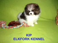 KIP, a male Pomeranian for sale in Paris, MO – 4 of 10