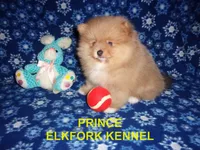 PRINCE, a male Pomeranian for sale in Paris, MO – 6 of 10