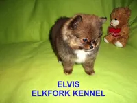 ELVIS, a male Pomeranian for sale in Paris, MO – Photo 6 of 10