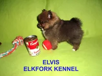 ELVIS, a male Pomeranian for sale in Paris, MO – Photo 5 of 10
